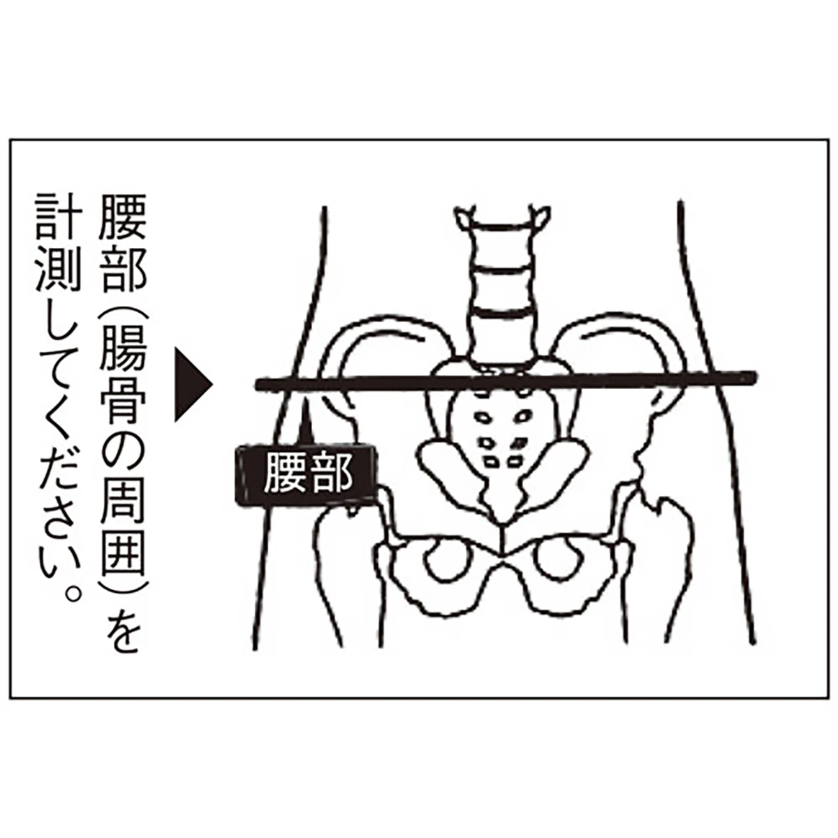 ウエストサポーター メッシュ L